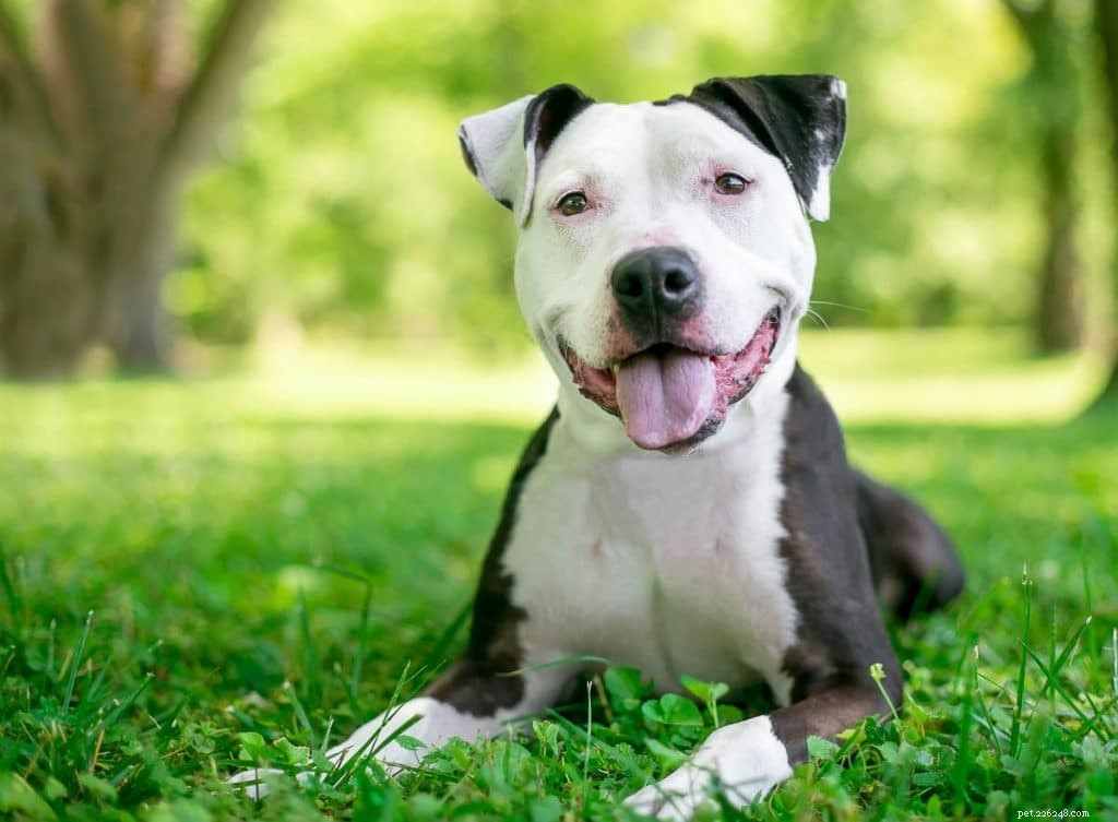 Pitbull Lifespan: What to Expect and How to Extend It