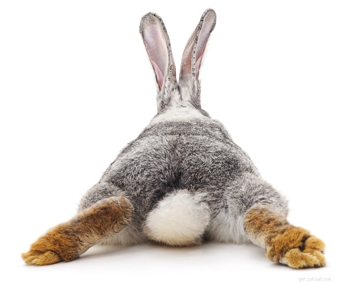 Are Strawberries Safe for Rabbits? Health Tips & Serving Guide