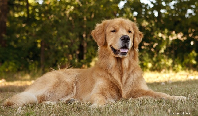 Top Dog Breeds for Indian Families: A Trusted Guide
