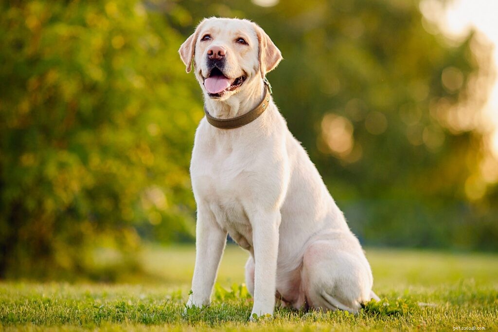 Top Dog Breeds for Indian Families: A Trusted Guide
