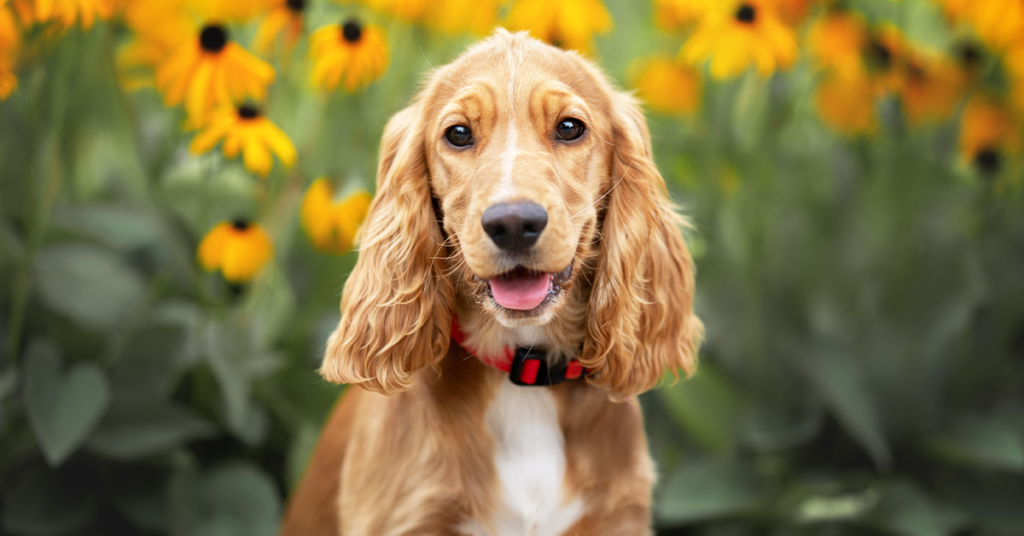Top Dog Breeds for Indian Families: A Trusted Guide