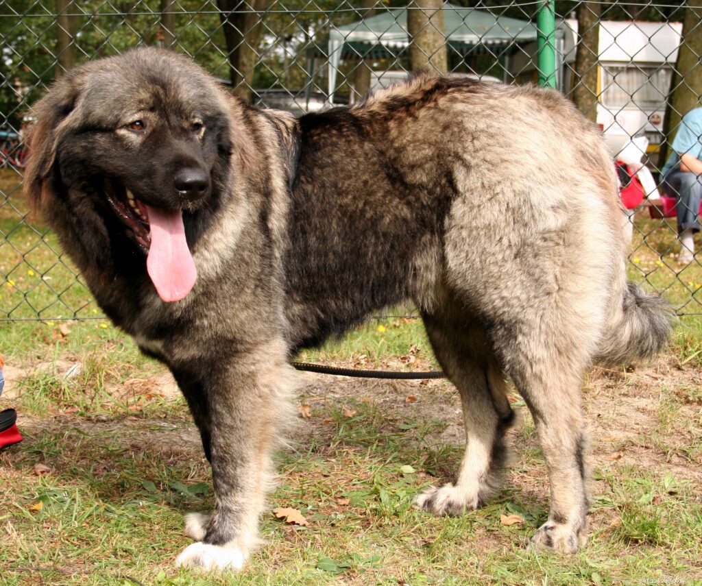 Top Dog Breeds for Indian Families: A Trusted Guide