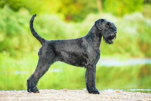 Top Dog Breeds for Indian Families: A Trusted Guide