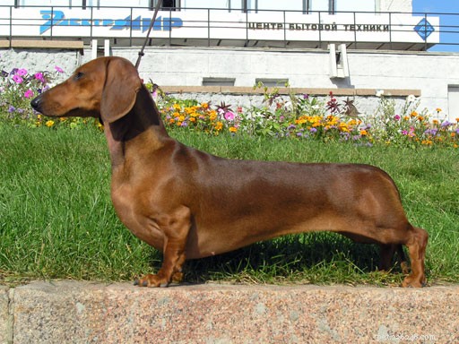 Top Dog Breeds for Indian Families: A Trusted Guide