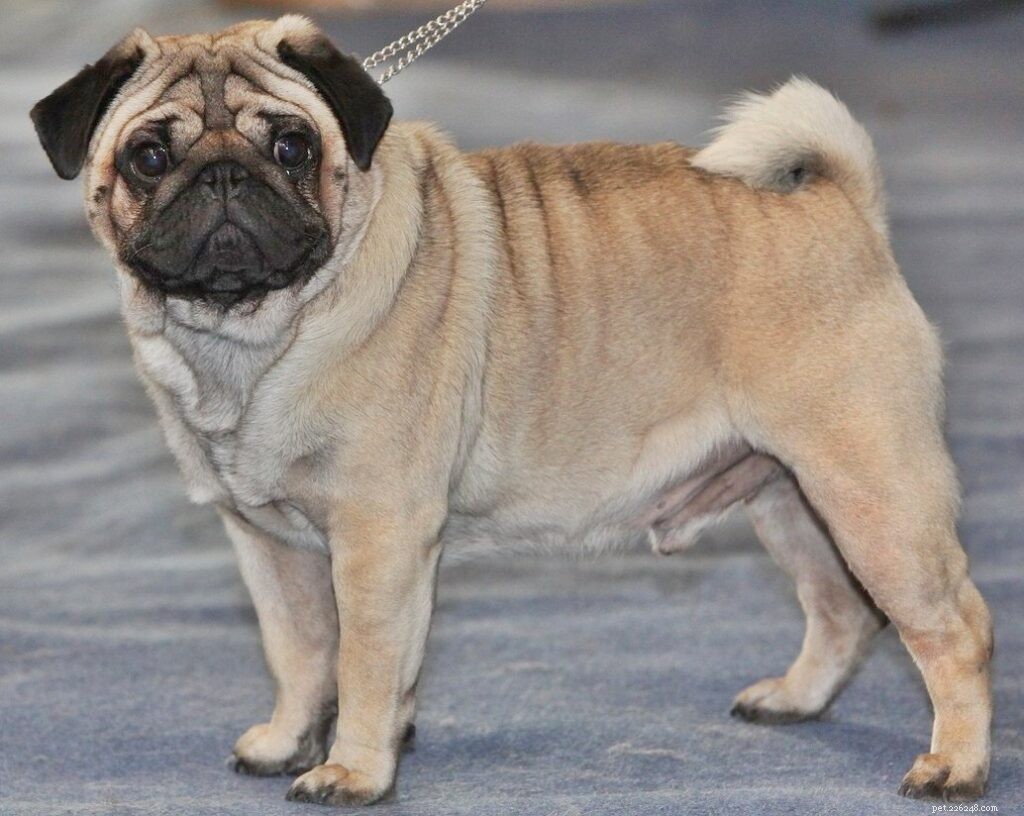 Top Dog Breeds for Indian Families: A Trusted Guide
