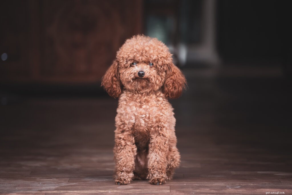 Top Dog Breeds for Indian Families: A Trusted Guide