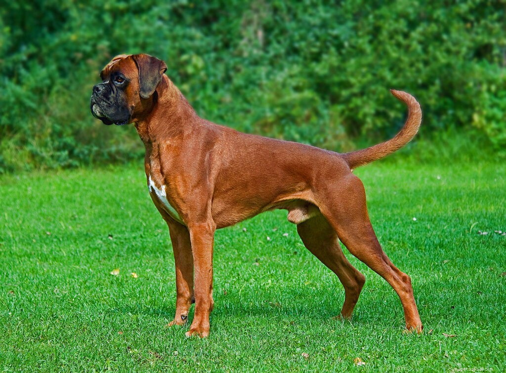 Top Dog Breeds for Indian Families: A Trusted Guide
