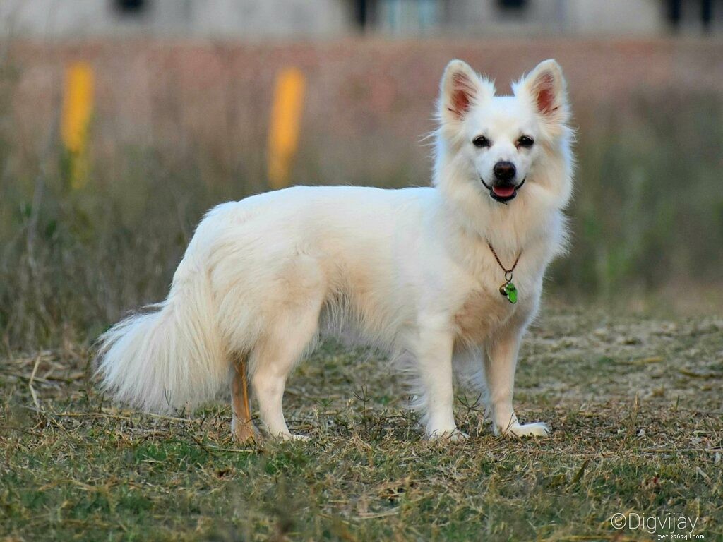 Top Dog Breeds for Indian Families: A Trusted Guide