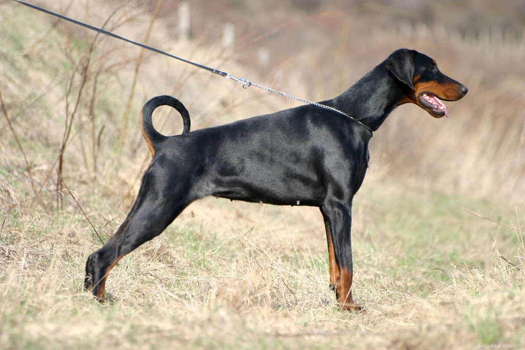 Top Dog Breeds for Indian Families: A Trusted Guide