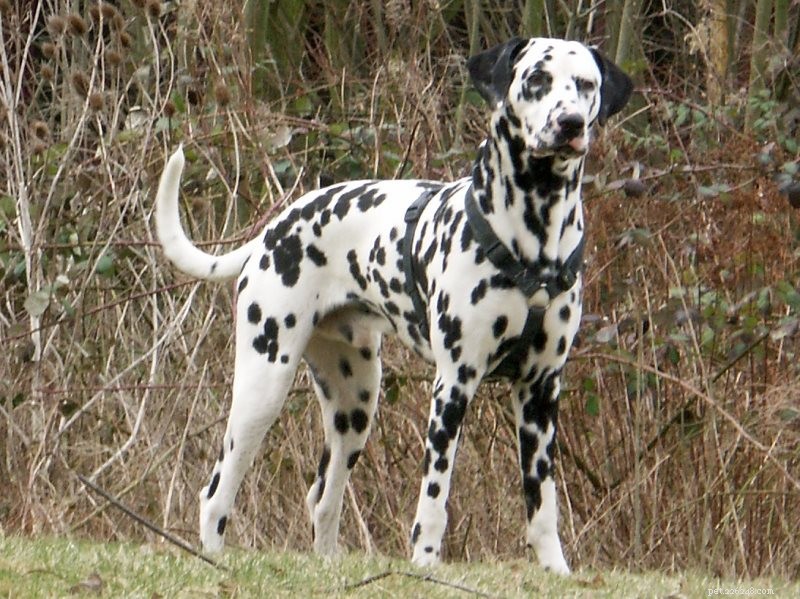 Top Dog Breeds for Indian Families: A Trusted Guide