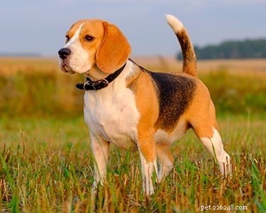 Top Dog Breeds for Indian Families: A Trusted Guide