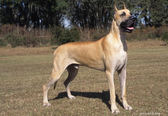 Top Dog Breeds for Indian Families: A Trusted Guide