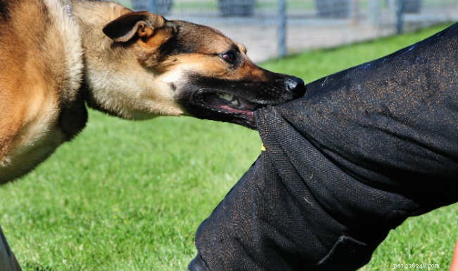 Understanding Stray Dogs in India: Key Facts & Insights