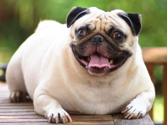 Managing Pet Obesity: Causes, Risks, and Effective Treatments
