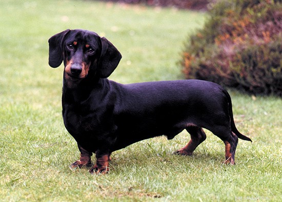 The 10 Best Scent Hound Breeds for Hunting and Tracking