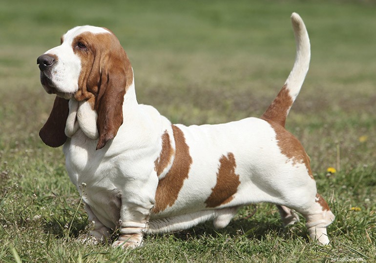The 10 Best Scent Hound Breeds for Hunting and Tracking