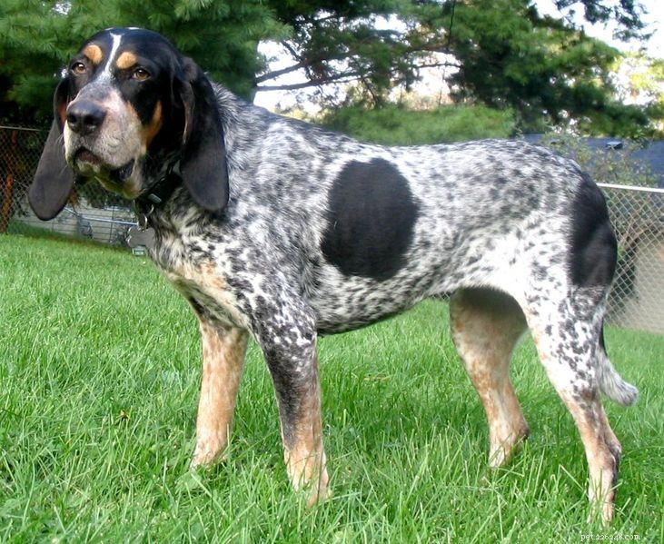 The 10 Best Scent Hound Breeds for Hunting and Tracking