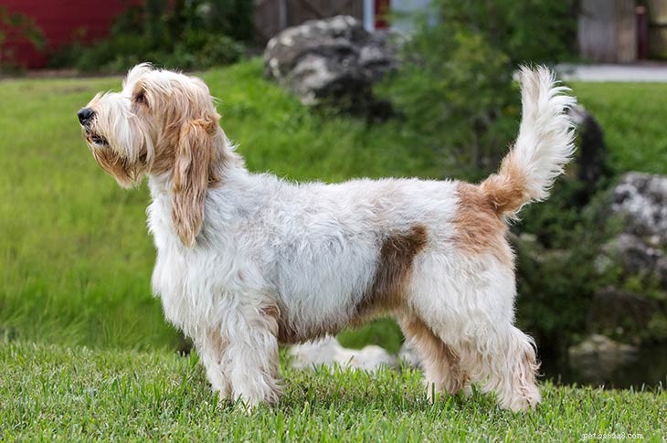 The 10 Best Scent Hound Breeds for Hunting and Tracking