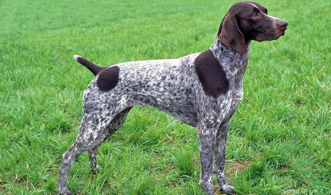 The 10 Best Scent Hound Breeds for Hunting and Tracking