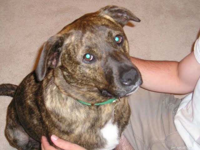 Wednesday: Our Dog’s Surgery Day – A Hopeful Path to Recovery