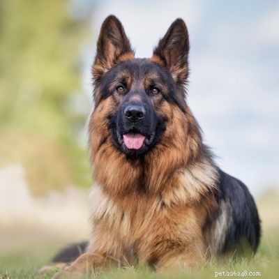 India’s Top 10 Dog Breeds: Which Are Most Popular?