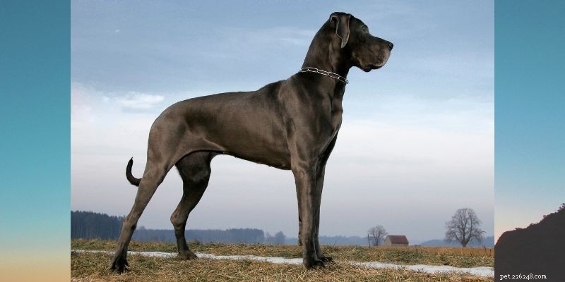 India’s Top 10 Dog Breeds: Which Are Most Popular?