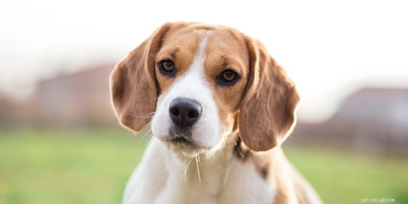 India’s Top 10 Dog Breeds: Which Are Most Popular?