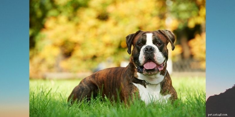 India’s Top 10 Dog Breeds: Which Are Most Popular?