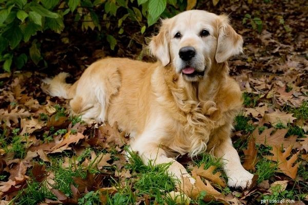 India’s Top 10 Dog Breeds: Which Are Most Popular?