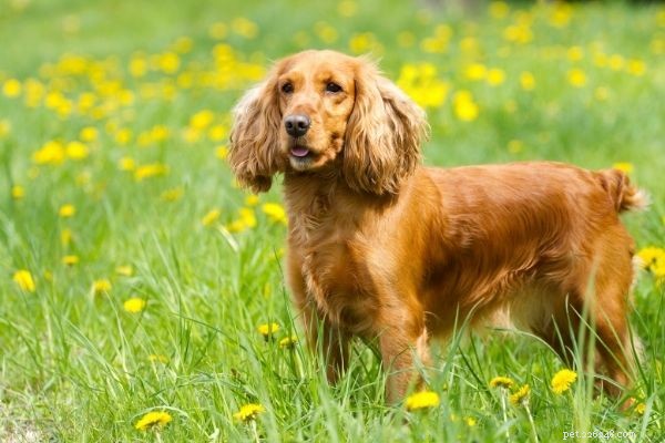 India’s Top 10 Dog Breeds: Which Are Most Popular?