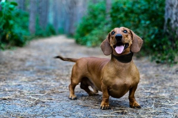 India’s Top 10 Dog Breeds: Which Are Most Popular?