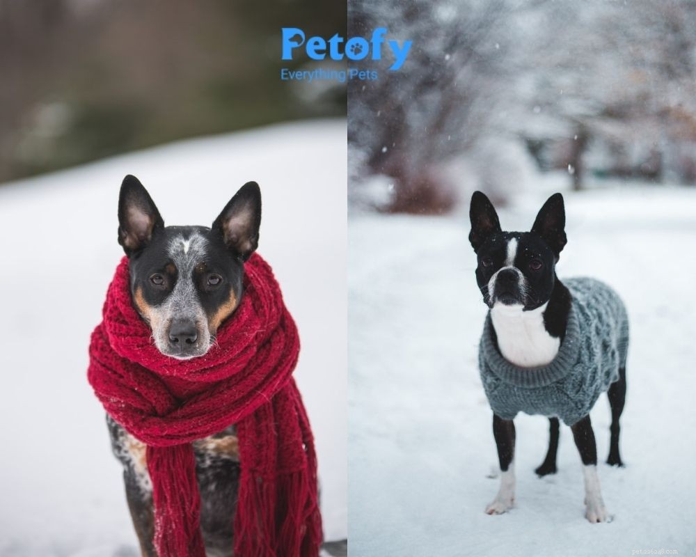 Essential Winter Care Tips to Keep Your Pets Healthy and Warm