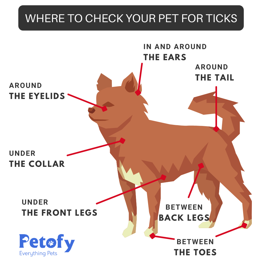Protect Your Pets Year‑Round: Expert Guide to Preventing Tick & Flea Infestations