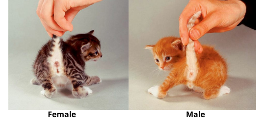How to Determine the Sex of Your Kitten: A Practical Guide