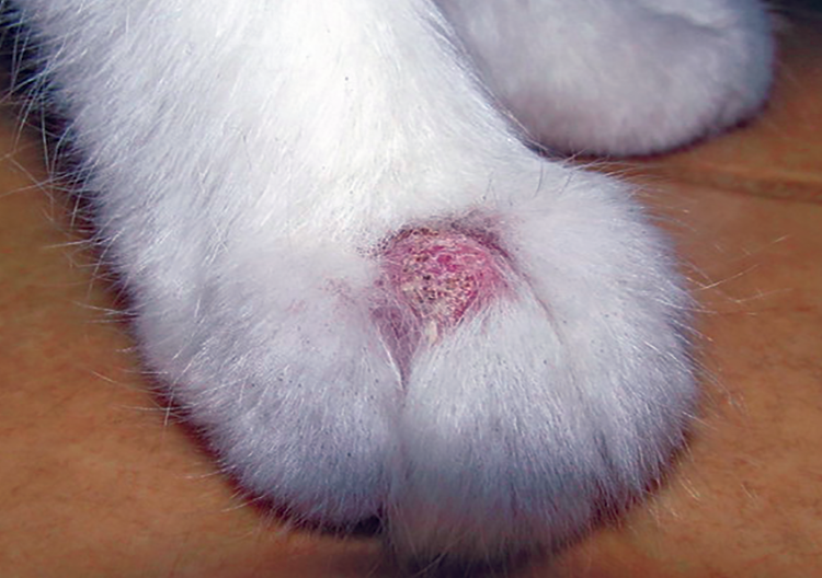 Ringworm in Cats: Symptoms, Prevention, and Treatment Guide