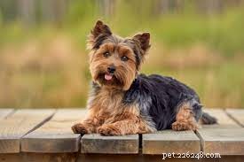 Five Surprising Facts About Small Dog Breeds You Should Know