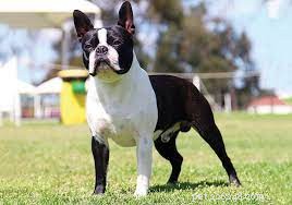 Five Surprising Facts About Small Dog Breeds You Should Know