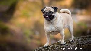 Five Surprising Facts About Small Dog Breeds You Should Know