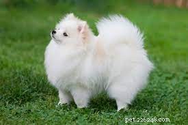 Five Surprising Facts About Small Dog Breeds You Should Know