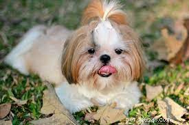 Five Surprising Facts About Small Dog Breeds You Should Know