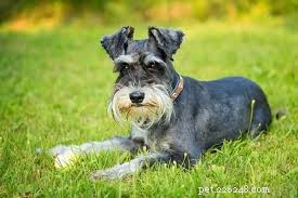 Five Surprising Facts About Small Dog Breeds You Should Know