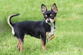 Five Surprising Facts About Small Dog Breeds You Should Know