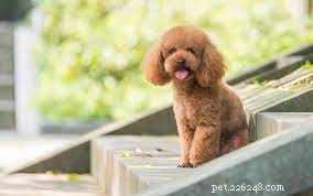 Five Surprising Facts About Small Dog Breeds You Should Know