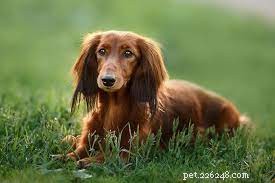Five Surprising Facts About Small Dog Breeds You Should Know