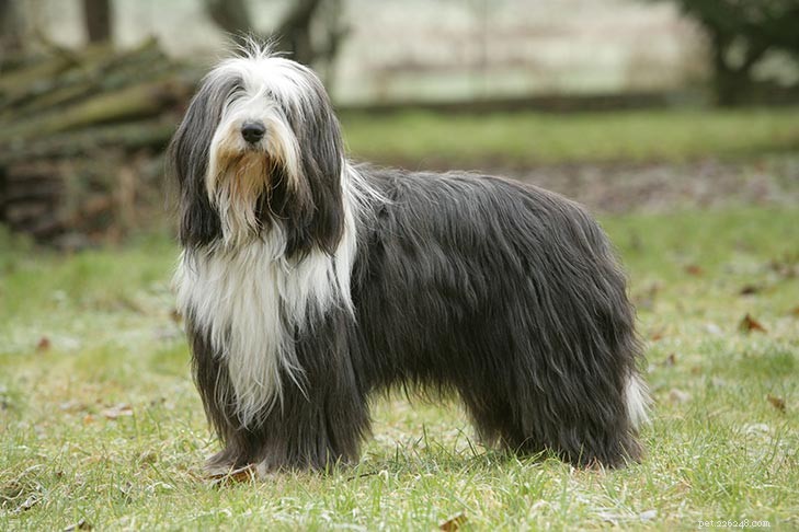 Top 10 Most Distinctive Bearded Dog Breeds