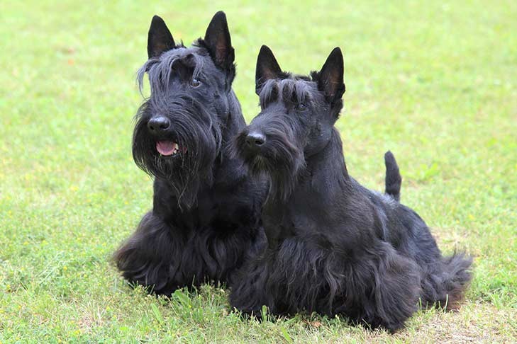Top 10 Most Distinctive Bearded Dog Breeds