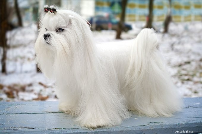 Top 10 Most Distinctive Bearded Dog Breeds