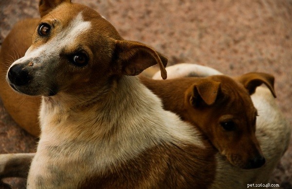 Safeguard Your Pets & Stray Animals This Diwali: Tips for a Stress‑Free Celebration