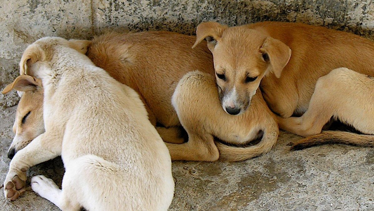 Safeguard Your Pets & Stray Animals This Diwali: Tips for a Stress‑Free Celebration