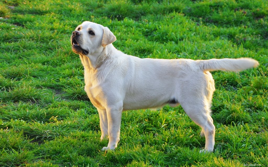 Top 10 Hunting Dog Breeds: Trusted Partners for the Trail